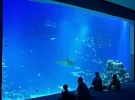 Подводная обсерватория «Мир кораллов» (Эйлат)