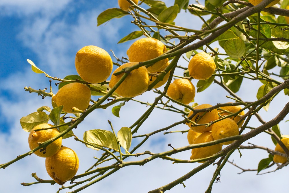 Лимонное дерево в городе Кирьят-Ям
