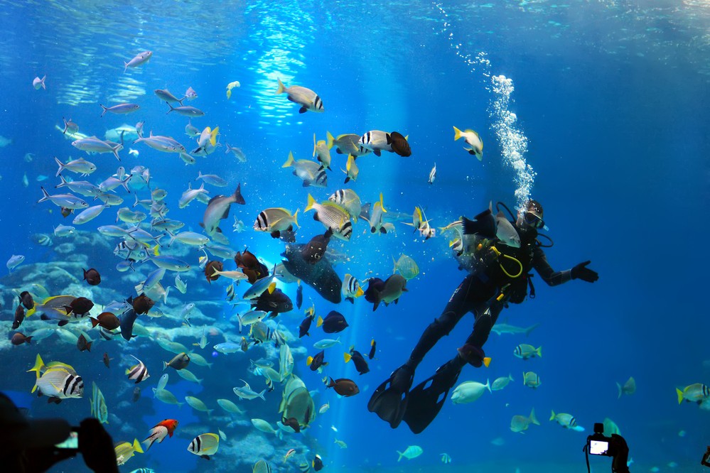 Дайвер кормит рыб в Подводной обсерватории «Мир кораллов» 